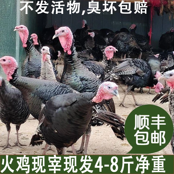 散养火鸡肉煲汤感恩节国产火鸡肉4-9斤/只顺丰包邮现杀