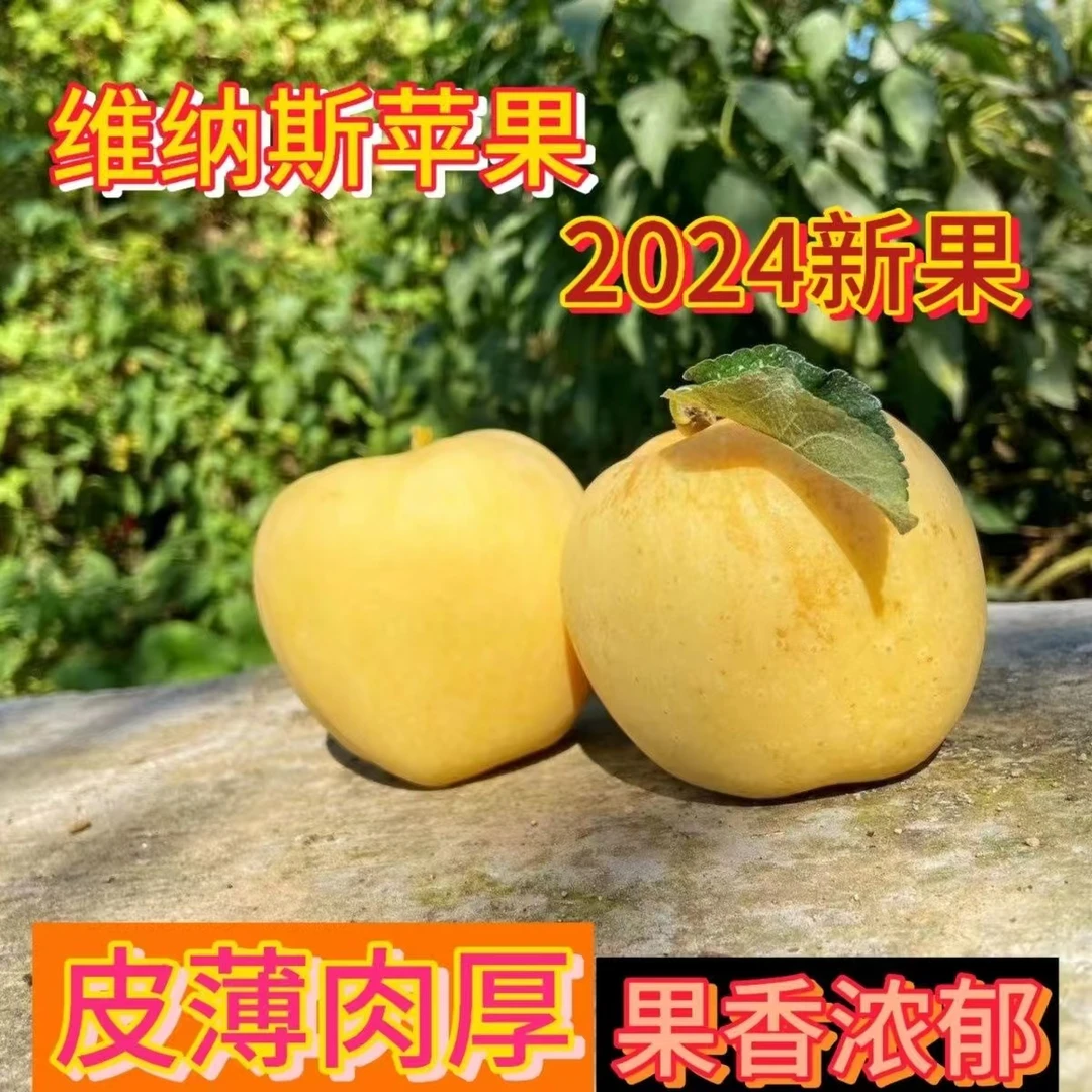 山东现摘脆苹果维纳斯黄金苹果新鲜水果时令当季整箱