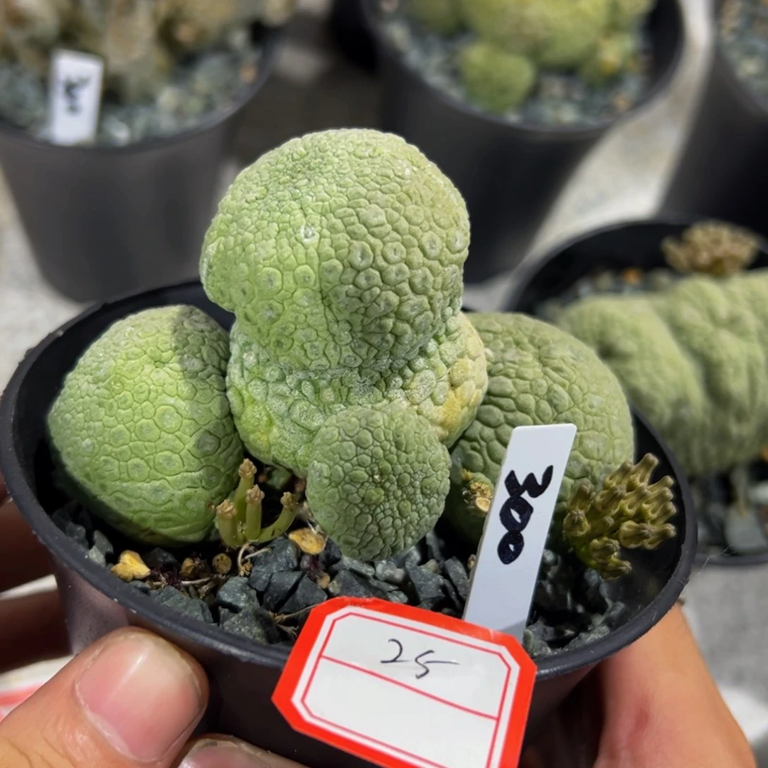 半价 。          25