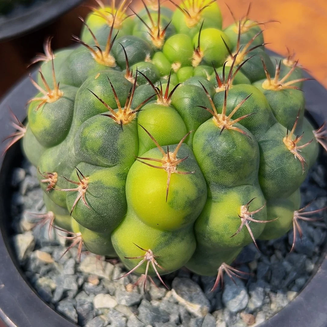 新天地锦 。