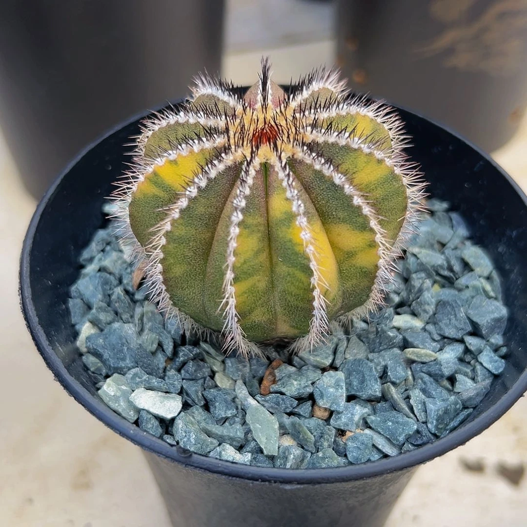 优伯球绵 。