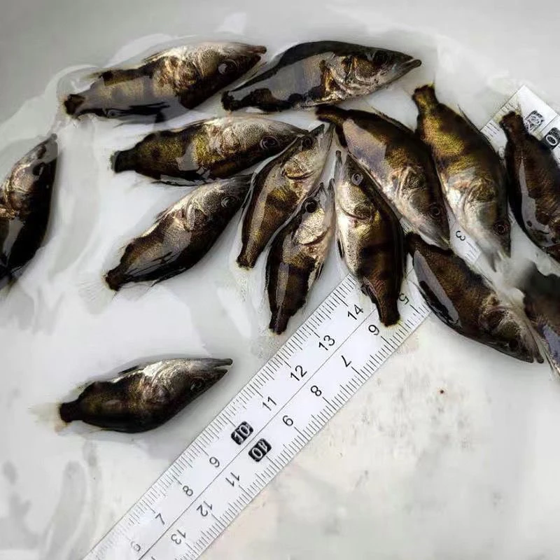 桂鱼鳜鱼桂花鱼白桂翘嘴桂鱼冷水观赏鱼可鱼缸养