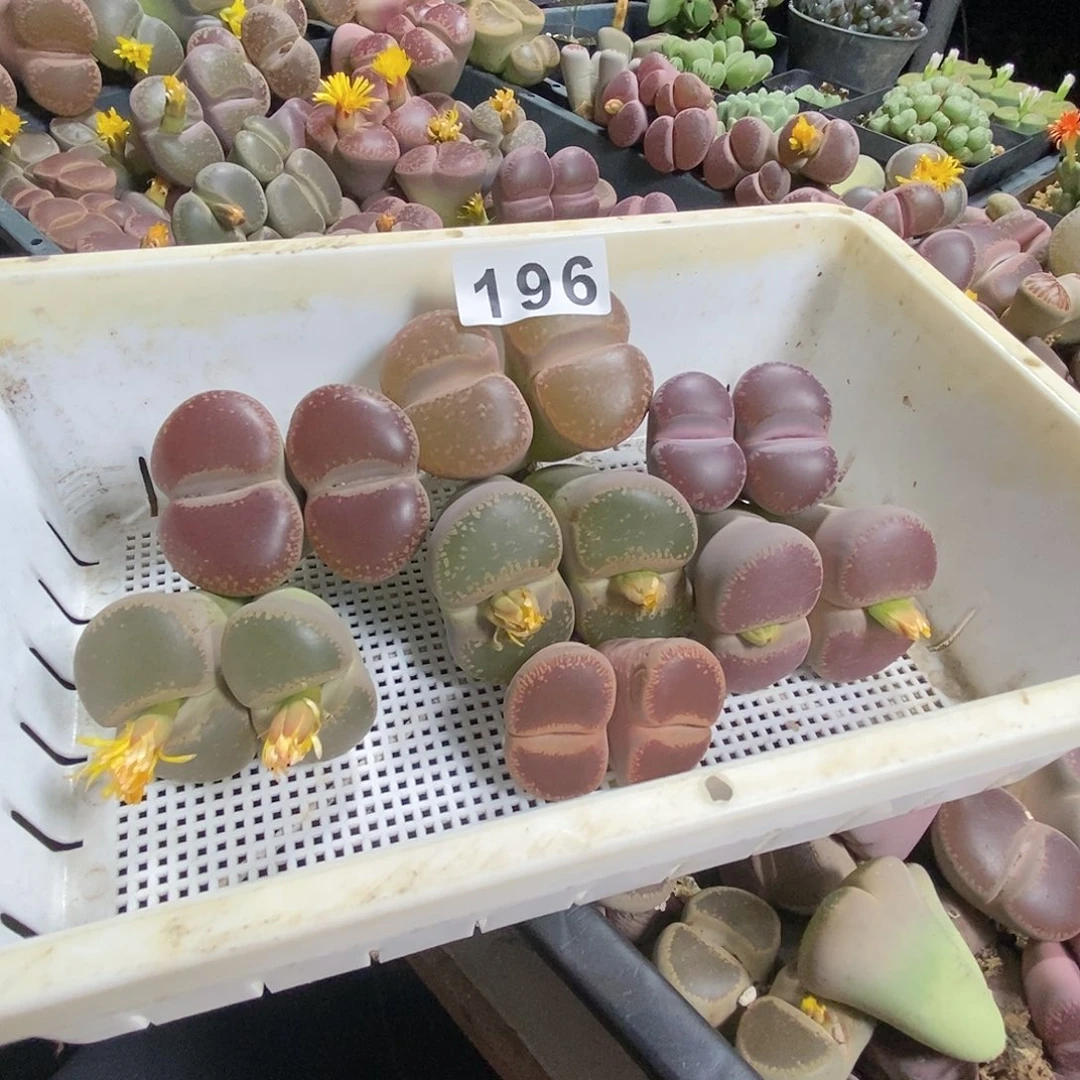 生石花一物一拍7颗196