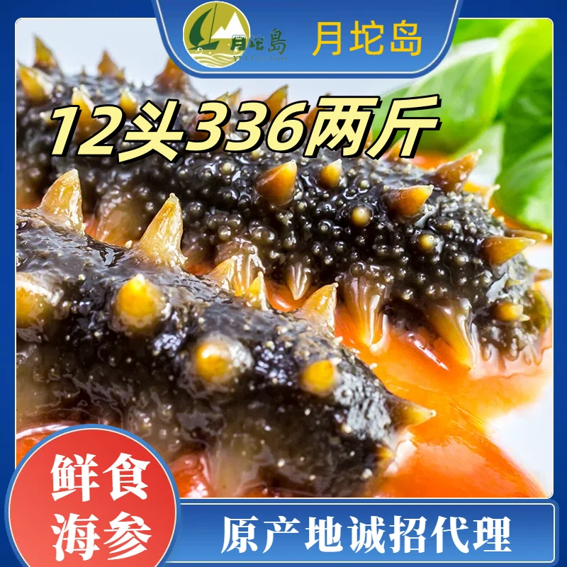 渔村老桑专属月坨岛牌鲜食海参