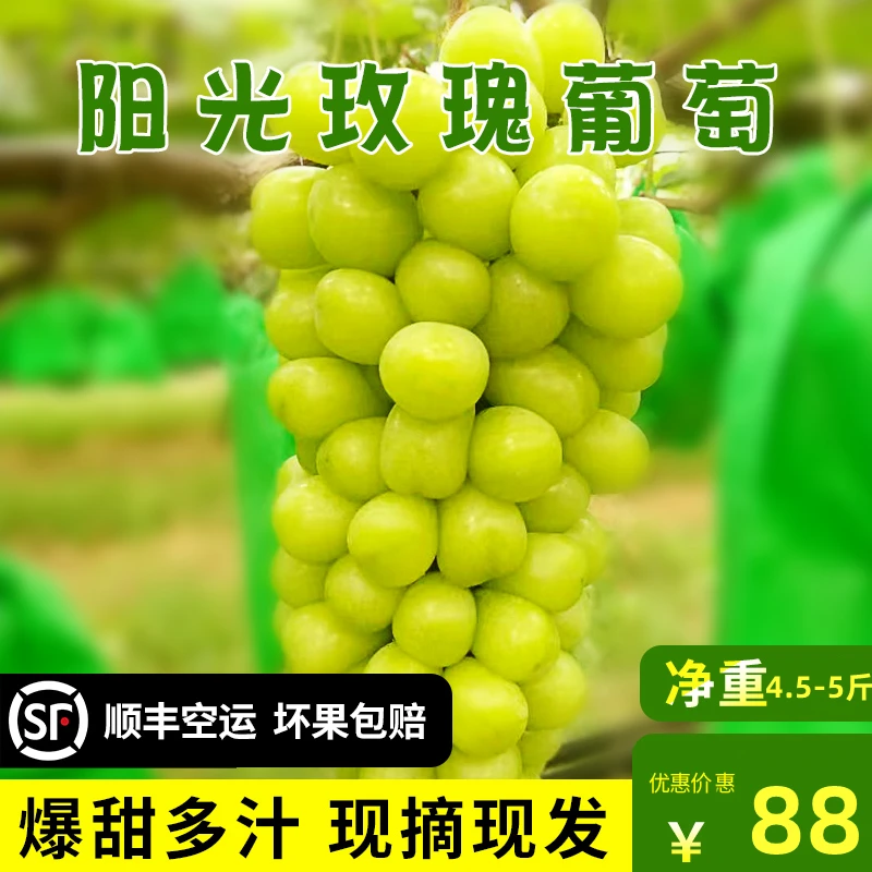 【发顺丰空运】陕西省阳光玫瑰新鲜葡萄水果5斤精品大果感亲