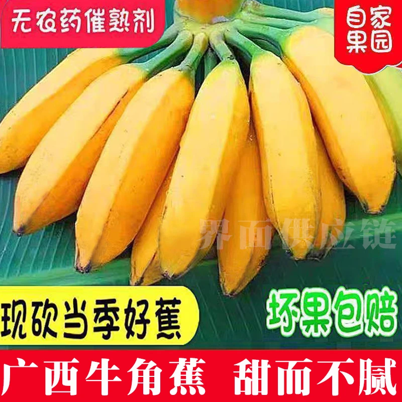【粉丝福利】广西牛角蕉新鲜水果整箱发货批发1-9斤