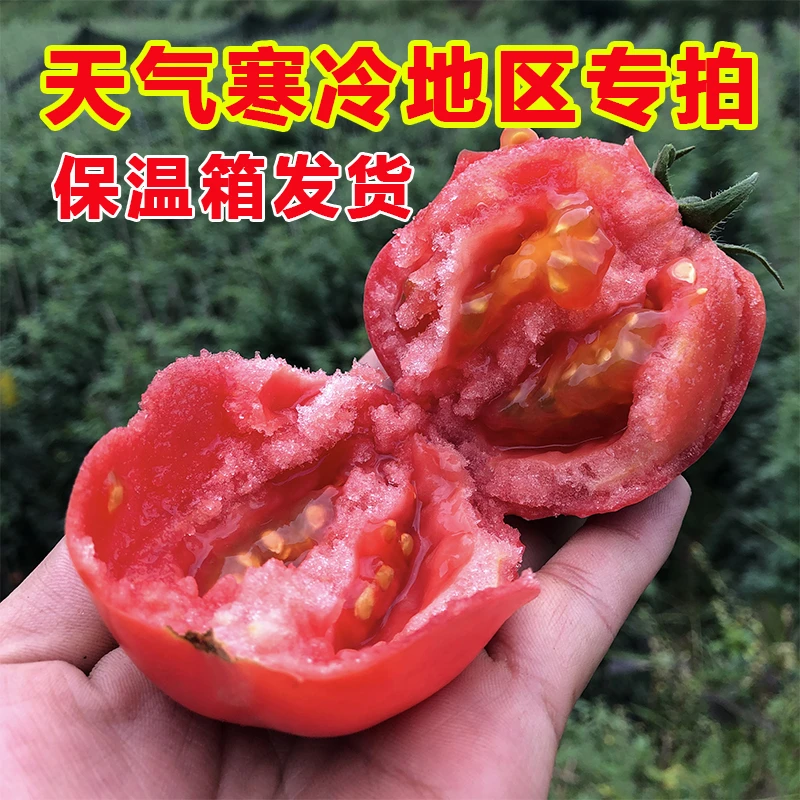（寒冷地区专拍）攀枝花沙瓤西红柿5斤净重酸甜多汁保温箱发货