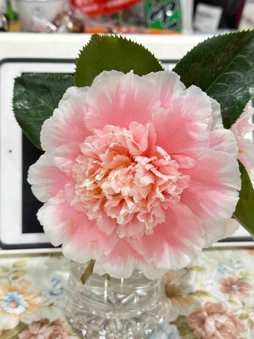 【赛牡丹茶花】美系名贵品种不带苞