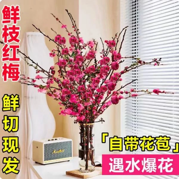 （年宵花卉）水培鲜枝红梅桃花室内水养耐寒好养鲜花枝阳台品种花卉