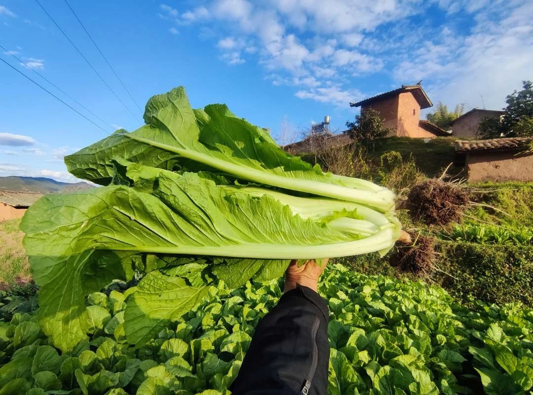 云南农村先下单后拿菜大苦菜