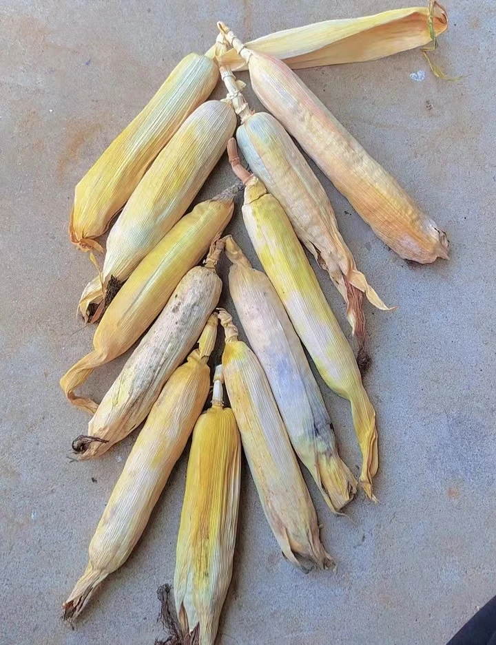 文玩玉米盘玩手把件直播间一物一拍【不退】