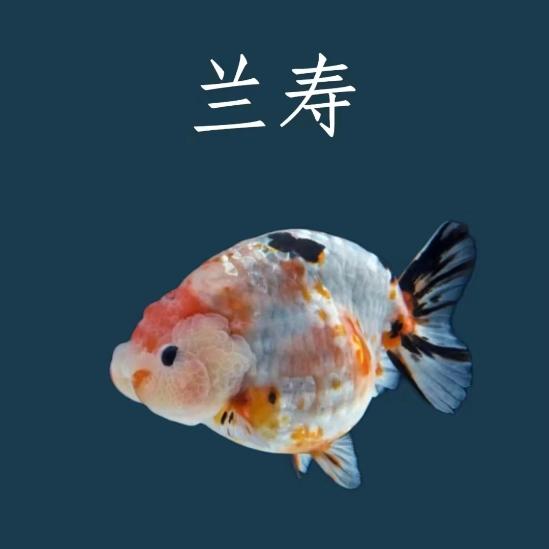 兰寿泰狮金鱼广温淡水鱼