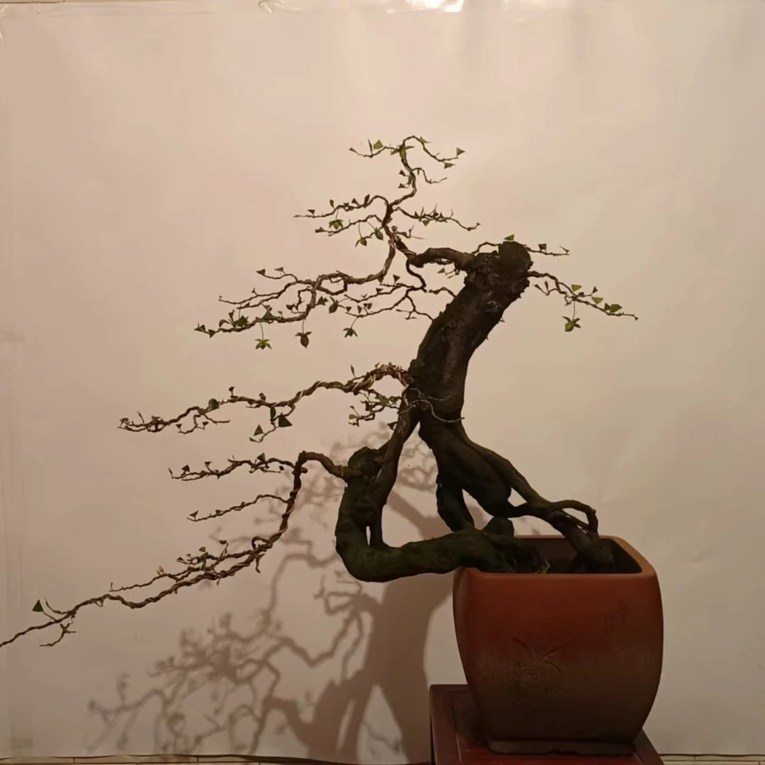 直播间下单链接，非直播间下单一律不发货。