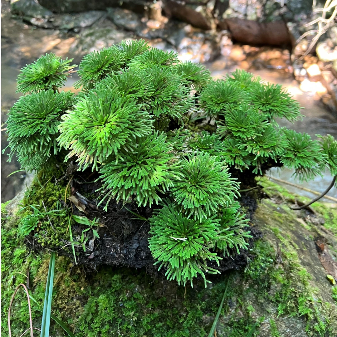 卷柏（九死还魂草），一物一拍