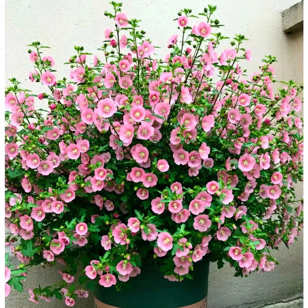 【专属】木槿 粉色耐寒四季开花庭院阳台盆栽 云南鲜花绿植