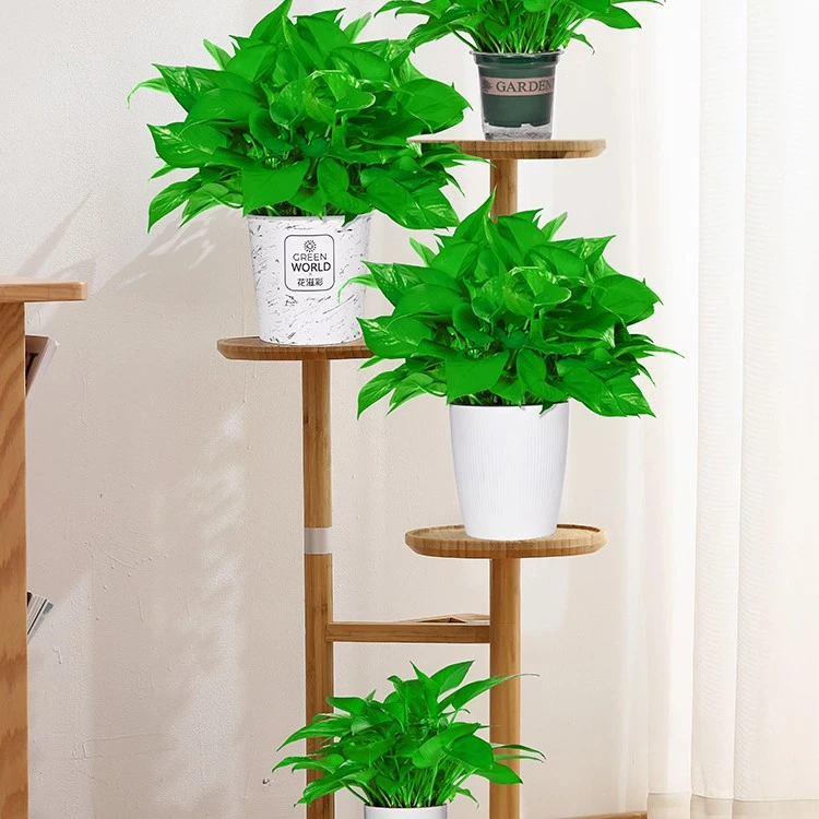 大叶绿箩好养活吸除甲醛绿萝批发大盆栽室内植物净化空气绿植新房