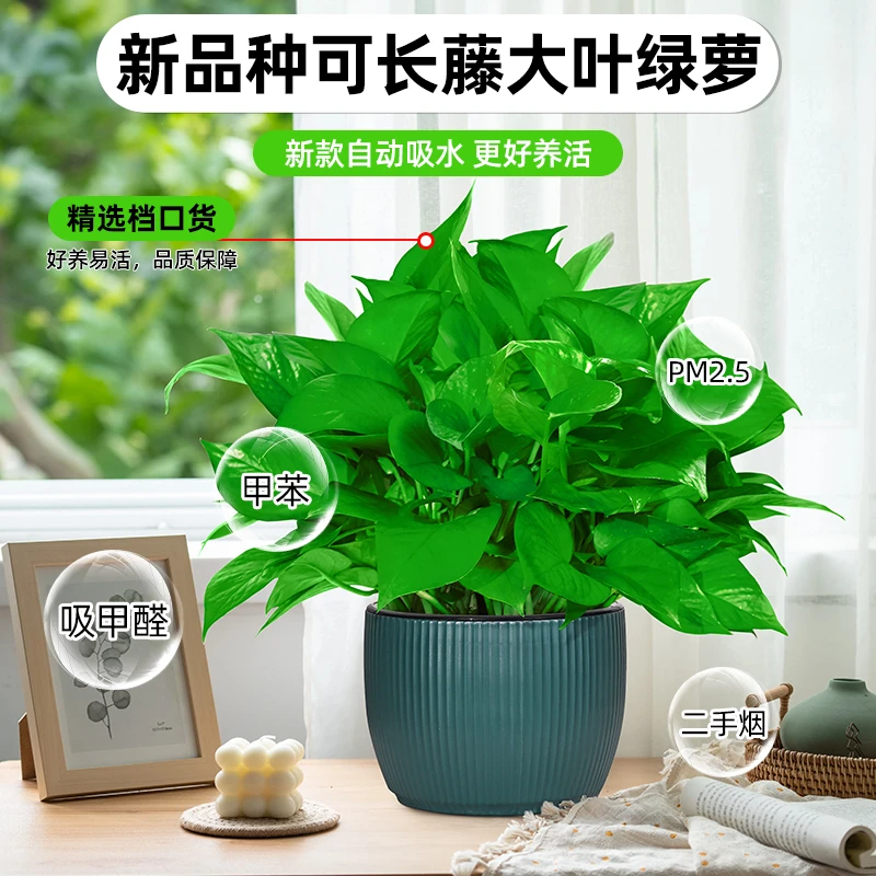 大叶绿萝盆栽室内植物花卉绿植好养长藤垂吊绿箩新房家用吸除甲醛