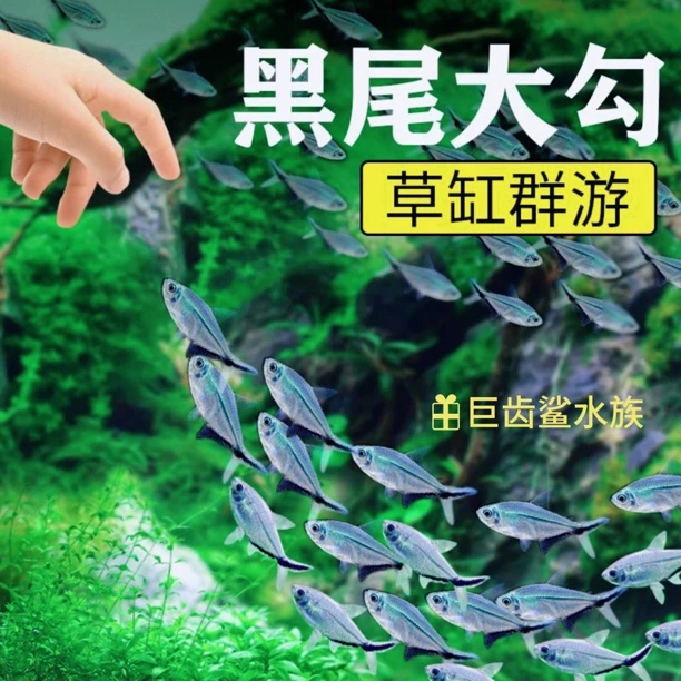 大勾群游鱼小型活体热带淡水好养红尾大勾扯旗灯科鱼溪流缸水族