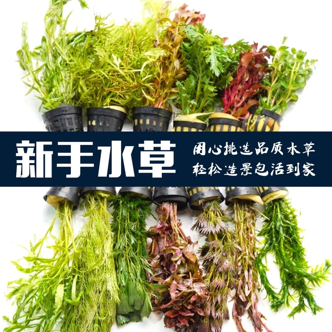 新手懒人水草植物淡水有茎草缸造景水族箱中后景沉木水草套餐