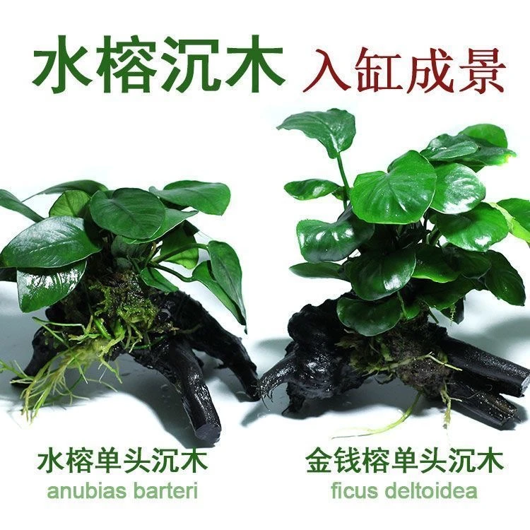鱼缸真水草净水新手水榕沉木活体水族箱造景装饰懒人沉底不用底砂