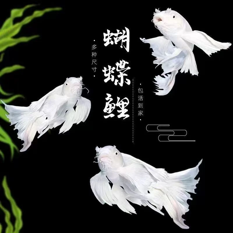 白贵妃蝴蝶鲤球鲤普身冷水淡水蝴蝶鲤活体观赏鱼宠物鱼锦鲤精品