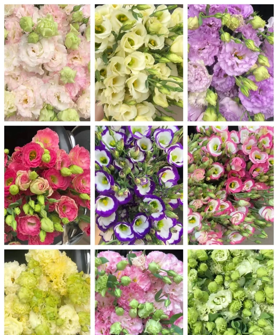 鲜花批发花期超长洋桔梗宜养