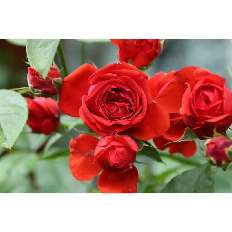 红玫瑰扦插苗庭院四季阳台推荐灌木大地主拉伯雷非常正的红色月季