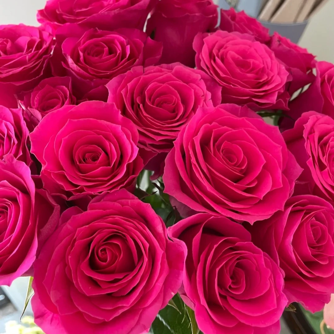 红色月季佛罗伊德/梦境月季扦插灌木勤花多季重复开阳台盆栽月季