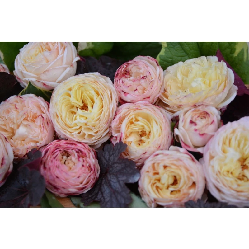 水果(Fruit)母本去盆带土 月季苗 灌木米黄粉 浓香多季耐寒性