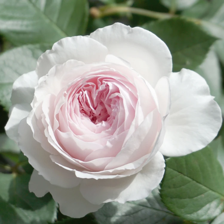 S18中大苗【公爵夫人克里斯蒂娜】灌木浓香月季浓香粉色切花月季花