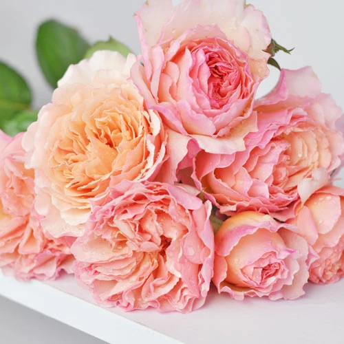 月季浪漫俳句夏琳王妃 大花花浓香月季庭院阳台盆栽花卉小苗