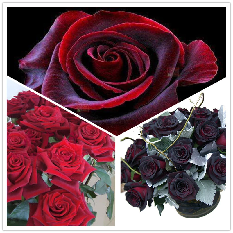 黑红大花月季黑魔术玫瑰淡香花苗多季开花庭院阳台盆栽