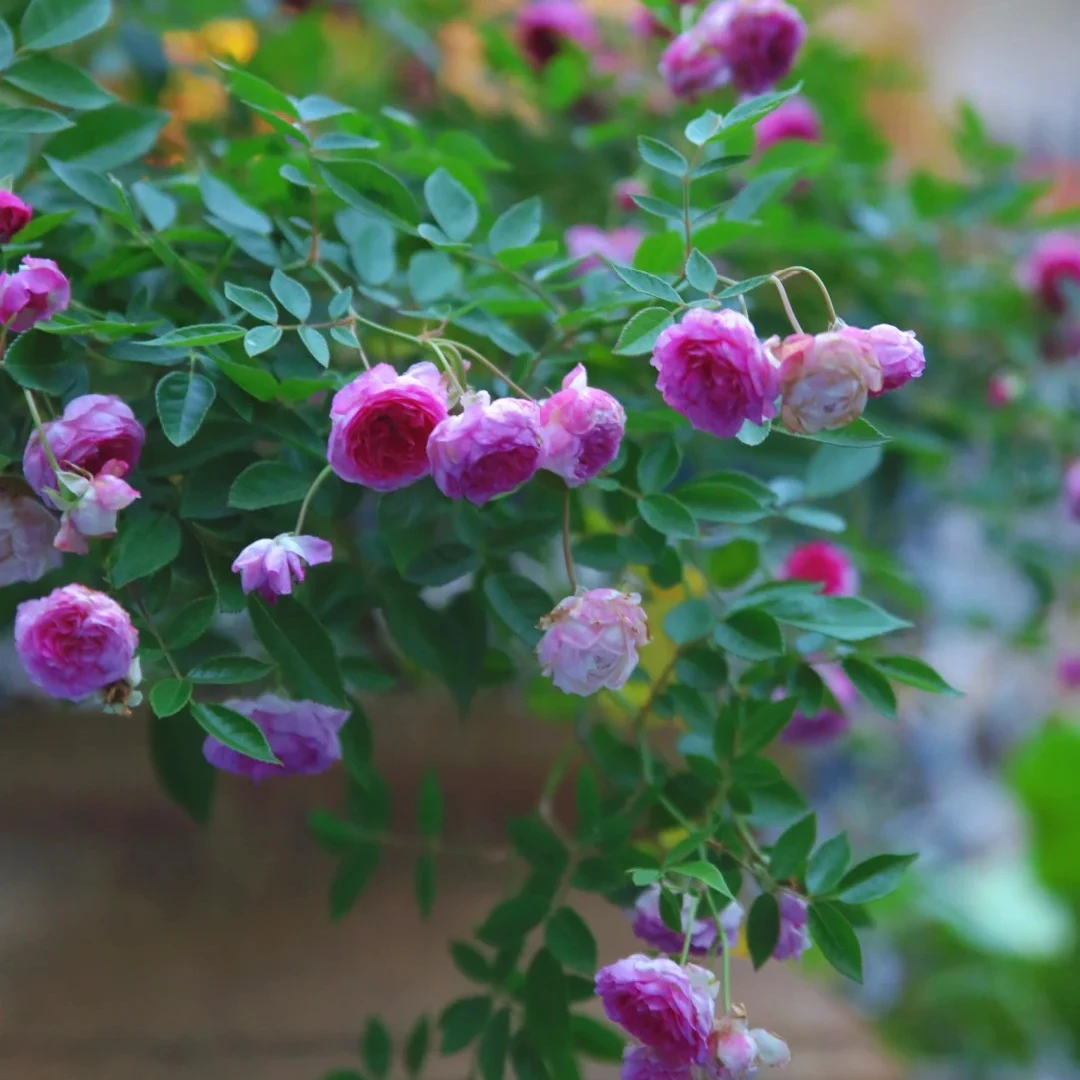 S18中大苗玛姬婶婶月季花盆栽带盆优选阳台可地栽户外花园苗