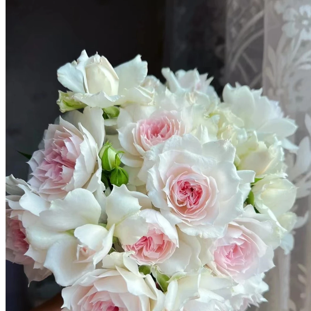 新品月季夏莉玛月季多季勤花别墅花园包子多变盆栽植物小苗