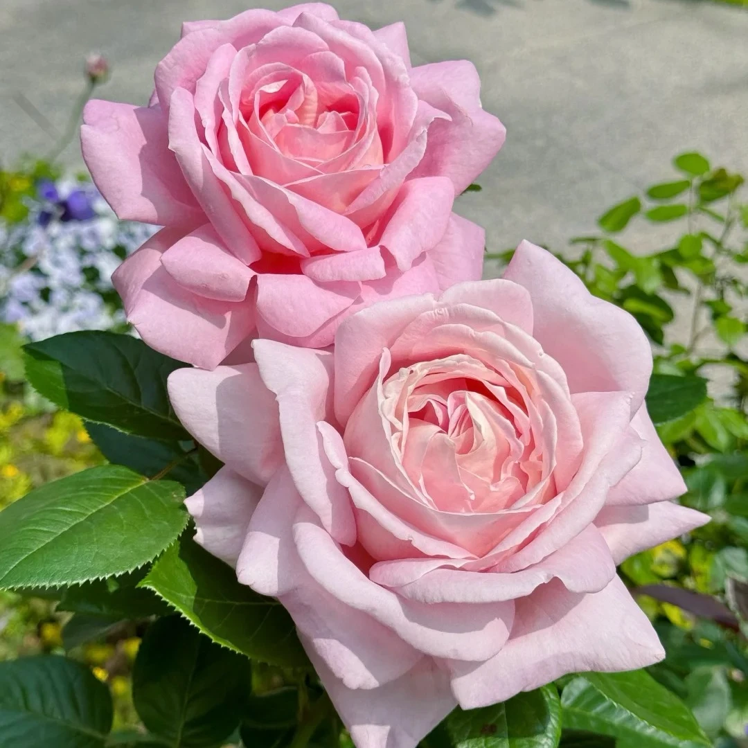天赐恩宠扦插灌木大花浓香多季阳台庭院阳台盆栽地载月季绿植花卉