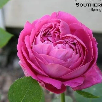 S18中大苗大花灌木 牡丹月季 品种月季花浓香大花月季花苗