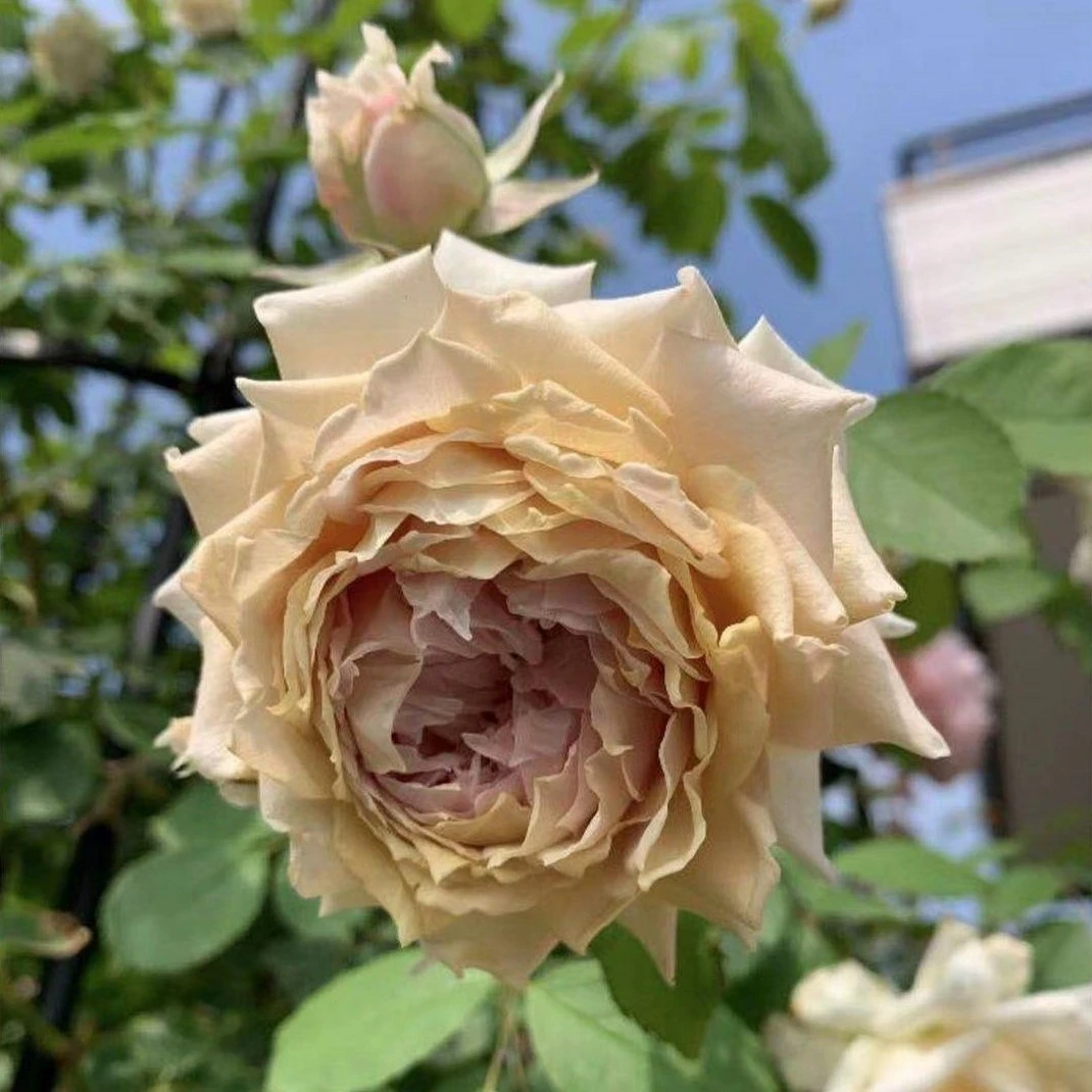 P[18中大苗长袍娃娃扦插新品月季浓香灌木月季阳台庭院盆栽花卉