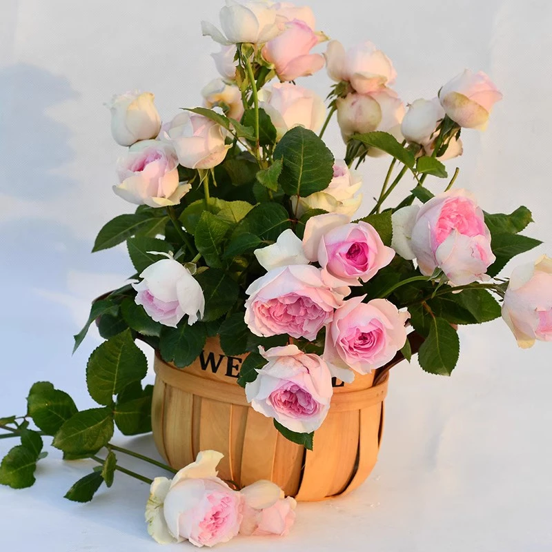 P18中大苗伊芙乙女心月季花盆栽带盆优选阳台可地栽户外花园苗