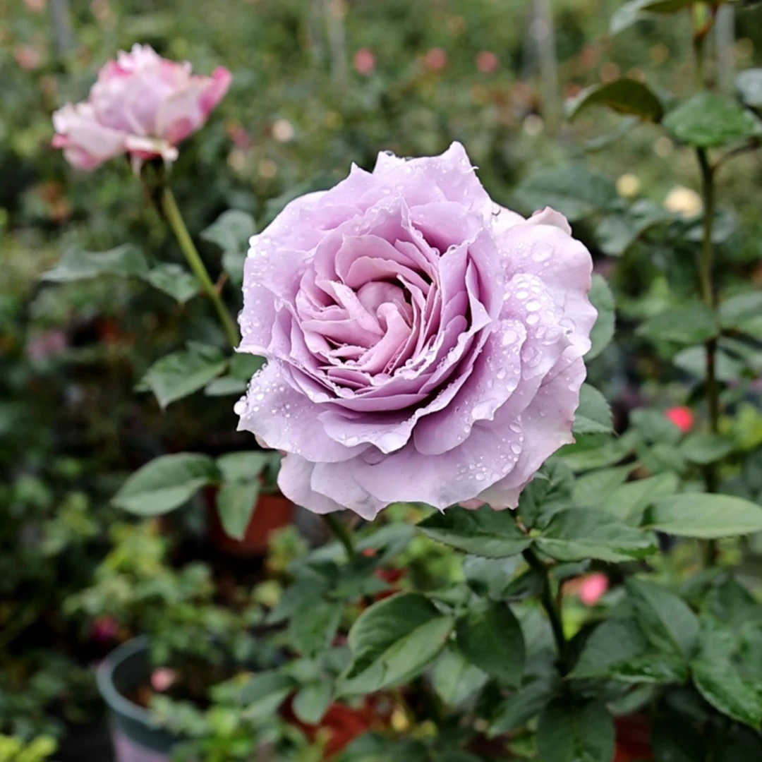 S12诺瓦利斯浓香月季薰衣草紫大花勤花丰花月季花盆栽阳台