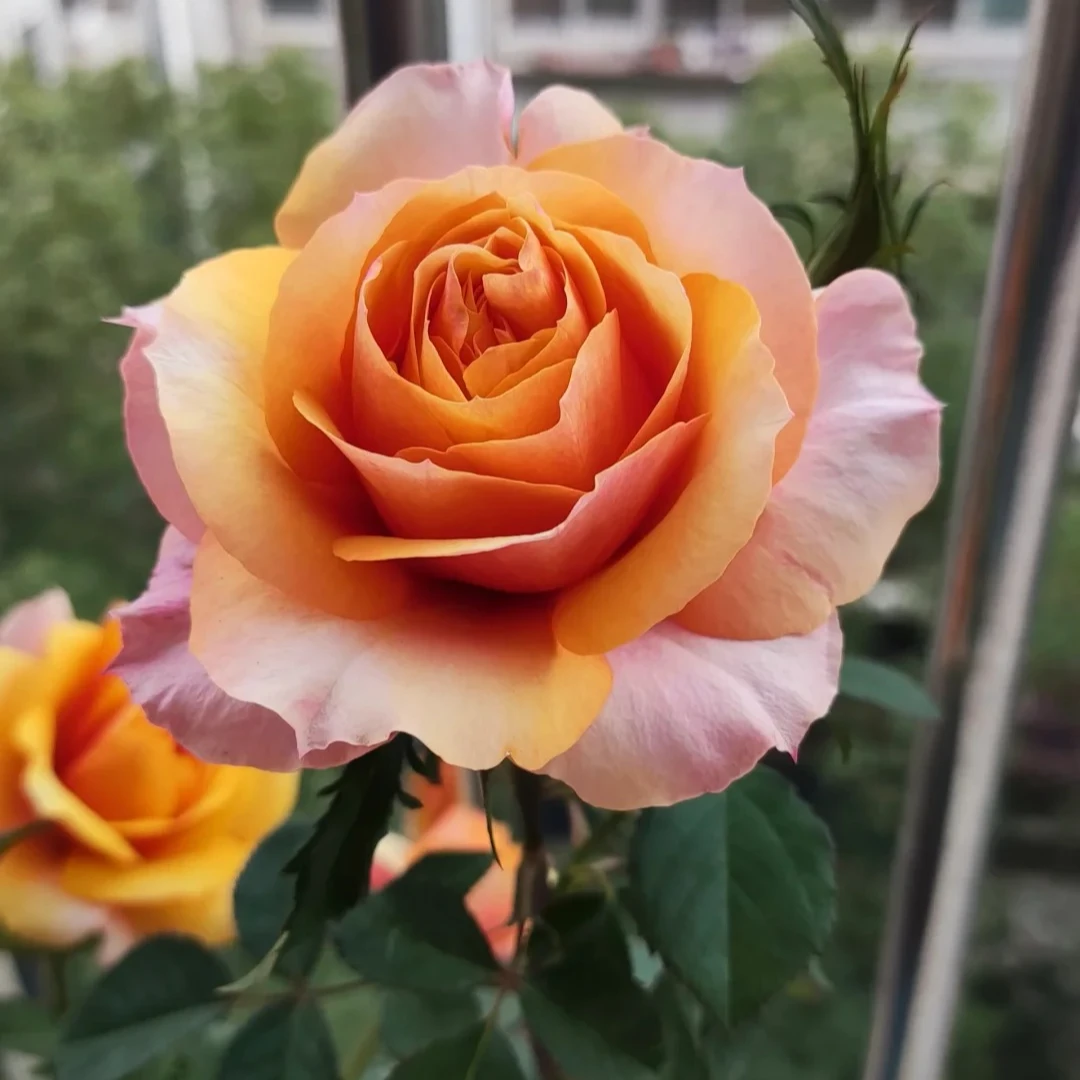 苏维儿西尼小苗灌木月季扦插阳台多季勤花阳台庭院绿植花卉月季