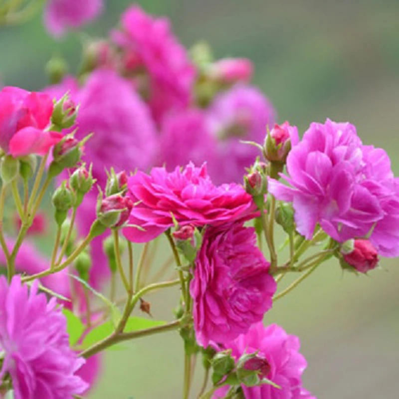 浩田花苑月季 甜蜜马车 微型月季美国紫红微月阳台盆栽植物