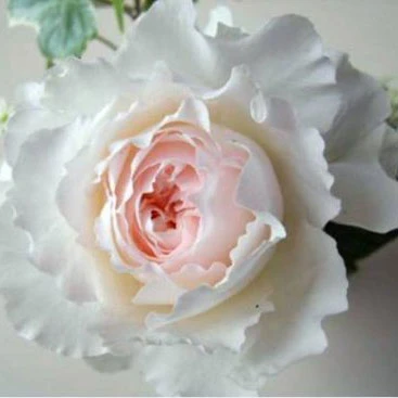 推荐新品日月佩尔朱克月季花苗切花玫瑰花苗大花水果香（枝细）灌木