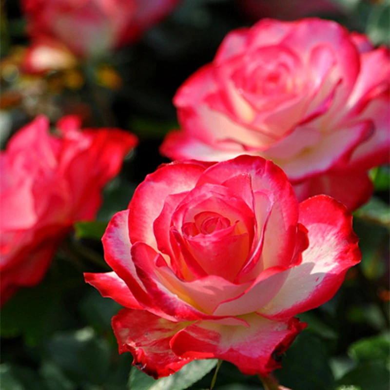 摩纳哥公爵灌木丰花勤花多季双色阳台盆栽地载新手庭院苗扦插小苗