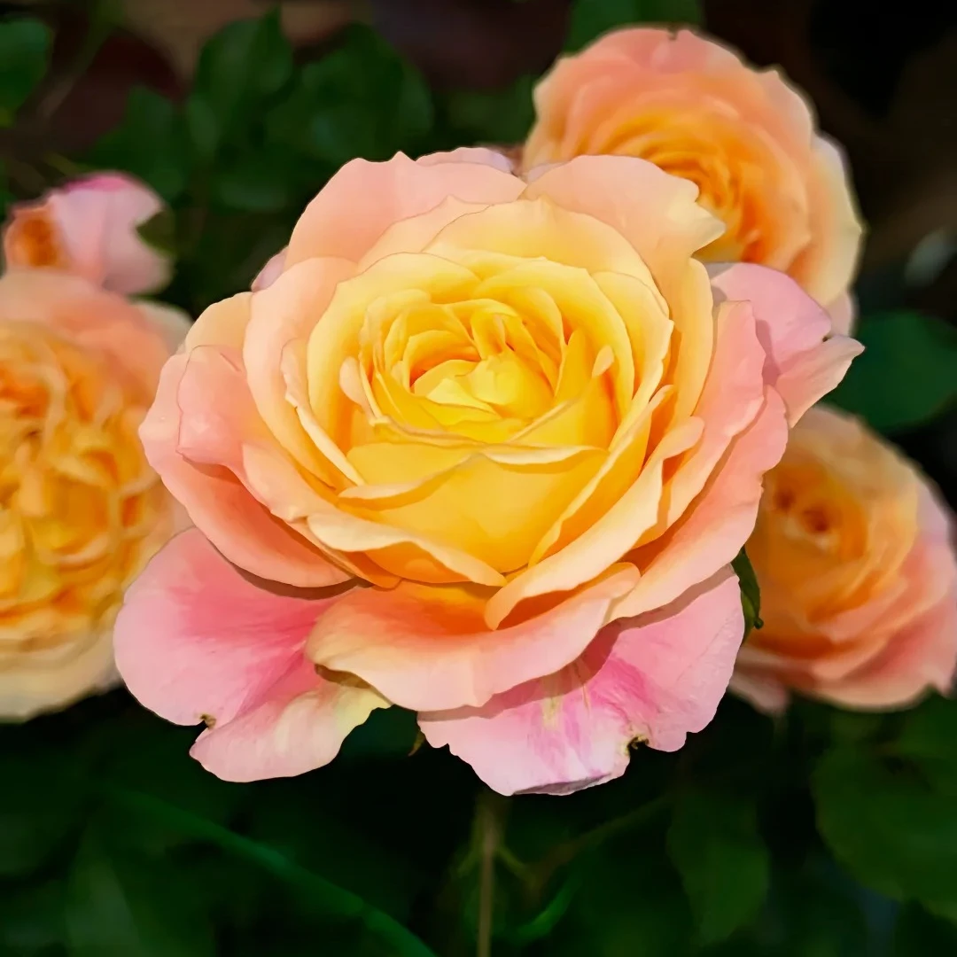 大花美人/彩虹阳台扦插灌木浓香大花多季勤花盆栽庭院绿植小苗