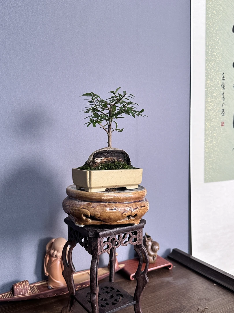 黄栌、南天竹、水杨梅一物一拍链接