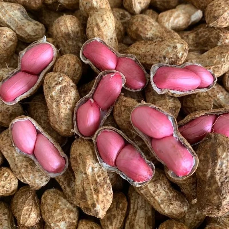 带壳红皮花生1斤当季新鲜红皮湿花生农家沙土现挖带壳带泥花生