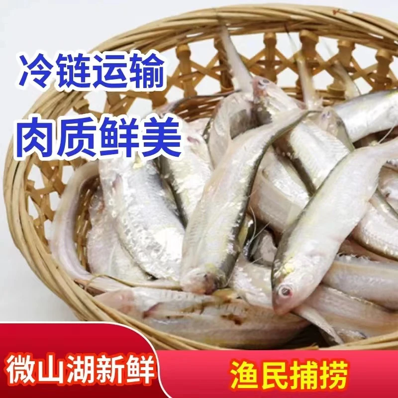 微山湖毛刀鱼刀鱼新鲜活鱼现杀淡水小河鱼冰鲜发货