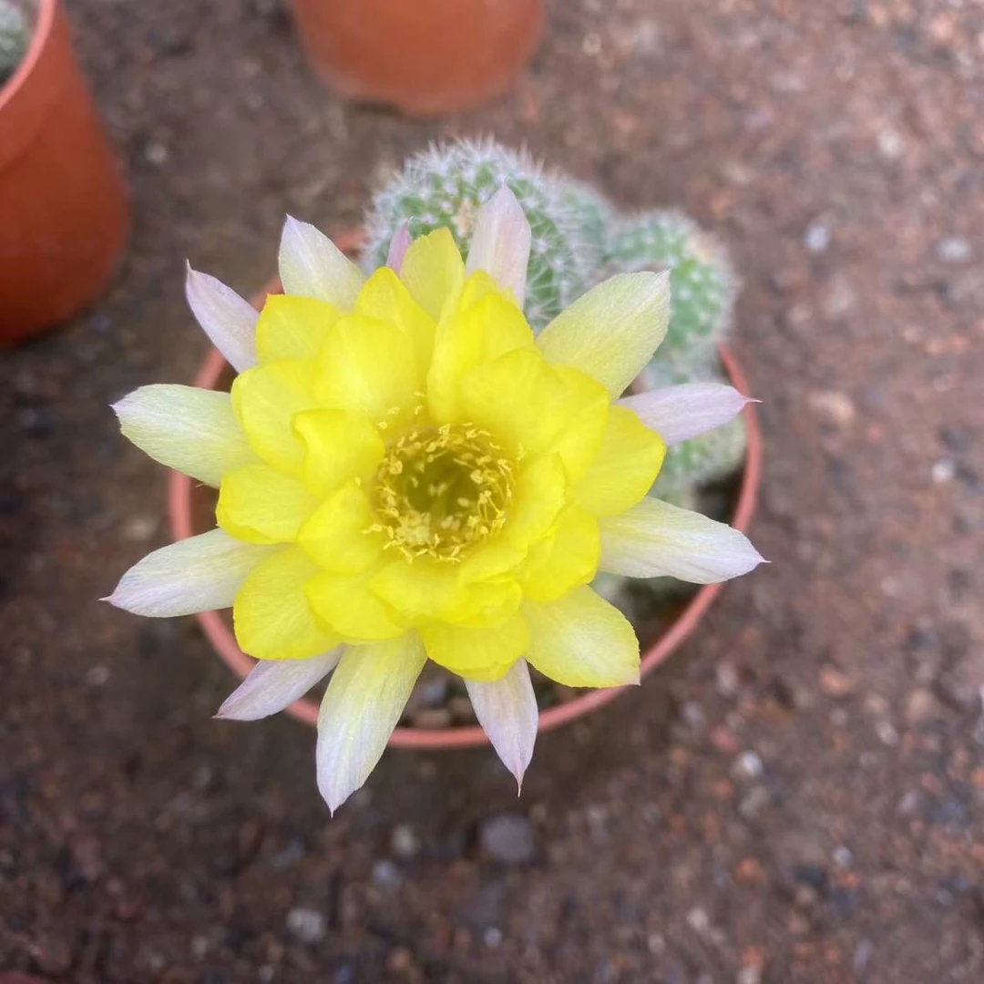 黄花白檀仙人球群生仙人掌科开花多肉植物桌面盆栽室内绿植装饰