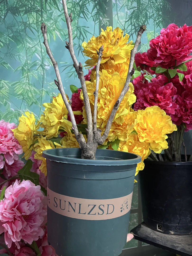 盆栽现拍【精品牡丹】菏泽牡丹基地直发带盆带土牡丹绿植 南方开花