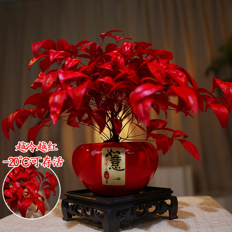 火焰南天竹红叶盆栽绿植中式禅意四季观叶桌面摆件耐寒好养活植物